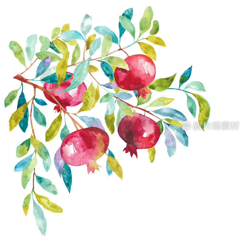 Watercolor pomegranate. Leaves and branches for postcards